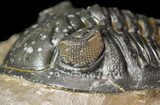 Three Holardops Trilobites - Orange Eye Facets #49691-5
